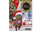 Adopt Wendy a American Bully