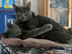 Adopt Heart & Valentine a Russian Blue