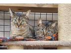 Adopt Tawny & Tinkerbelle a Domestic Short Hair