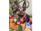 Adopt Julieta a German Shepherd Dog