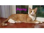 Adopt Meeny Moo a Domestic Short Hair, Tabby