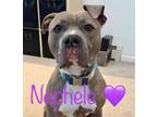 Adopt Nephele a Pit Bull Terrier