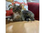 Adopt Florence Nightingpurr a Domestic Short Hair