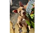 Adopt Chyna a Pit Bull Terrier