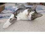 Adopt Tamera a Domestic Short Hair