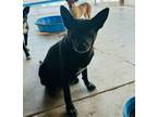 Adopt Raven a Australian Kelpie, Mixed Breed