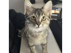 Adopt Snickers a Domestic Short Hair