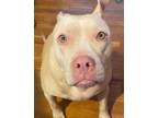 Adopt Cece a Staffordshire Bull Terrier