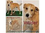 Adopt Wilder a Mixed Breed