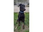 Adopt R260482 / Cole a Doberman Pinscher