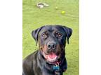 Adopt Bernie a Rottweiler