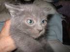 Adopt NICOLAS SUPER CUTE RUSSIAN BLUE LIKE a Domestic Short Hair, Russian Blue