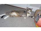 Adopt CHARLIE BROWN TABBY/WHITE LOVE BUG a Domestic Short Hair