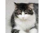 Adopt Derby a Domestic Long Hair