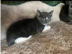 Adopt Wayne a Domestic Short Hair