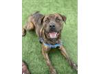 Adopt BARNABY a Rottweiler, Pit Bull Terrier