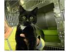 Adopt Male and female adult cats a Domestic Short Hair