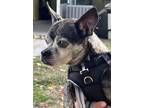 Adopt Skyline 3874 a Boston Terrier