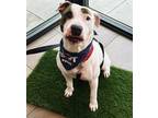 Adopt HERBIE a Bull Terrier, Mixed Breed