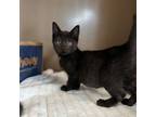 Adopt Ratchet a Domestic Short Hair