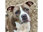 Adopt BANKS a Pit Bull Terrier