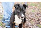 Adopt Bernard a Bull Terrier