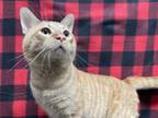 Adopt Arlo a Domestic Short Hair