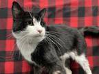 Adopt Jiji a Domestic Short Hair