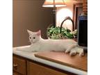 Adopt Willy O. a Domestic Short Hair
