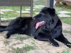 Adopt Arthur a German Shepherd Dog, Labrador Retriever