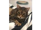 Adopt Theodore a Manx