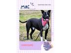 Adopt MAC (Adoption fee sponsored) a Terrier, Hound