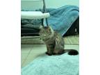 Adopt Dragonfly a Domestic Medium Hair