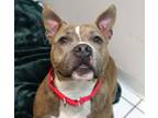 Adopt Noodle a American Staffordshire Terrier