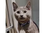 Adopt Brook - bonded to Franky a Domestic Short Hair