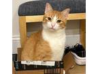 Adopt Momo a Domestic Short Hair, Tabby