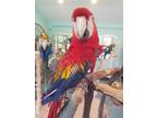 Adopt Bruno a Macaw