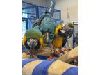 Adopt Tootie & Pepino a Macaw