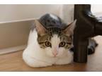 Adopt Maverick a Domestic Short Hair