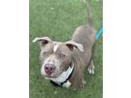 Adopt Snoop a Pit Bull Terrier, Mixed Breed