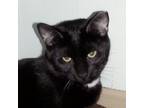 Adopt Cabet a American Shorthair