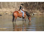 Big Bay Percheron Quarter Horse Crossbred Gelding, Super Gentle