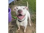 Adopt Cory a Pit Bull Terrier
