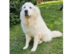 Adopt CHEERFUL CHACHI a Great Pyrenees