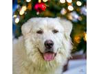 Adopt CHEERFUL CHACHI a Great Pyrenees