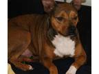 Adopt Ziggy a Pit Bull Terrier, Shar-Pei