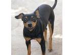 Adopt Gonzalez a Miniature Pinscher