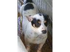 Adopt Blaine a Rat Terrier, Jack Russell Terrier