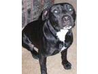 Adopt Bailey Boy a American Staffordshire Terrier