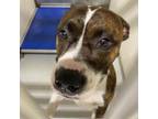 Adopt Frio a Boxer, Pit Bull Terrier